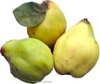 Quitten