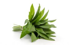 Kr&auml;uterbund B&auml;rlauch