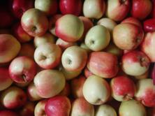 Apfel, Deljonca, HK II