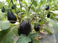 Auberginen