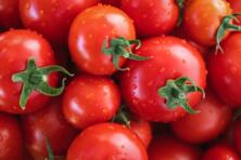 Cherrytomaten, HK II