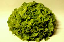 Eichblattsalat, HK II