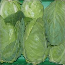 Spitzkohl