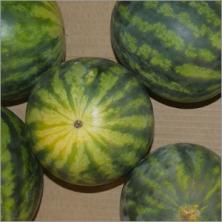 Wassermelone