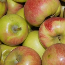 Apfel, Elstar, HK II