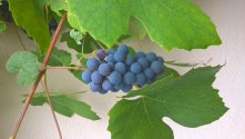Weintrauben blau, Black Magic, HK II