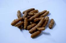 Kurkumawurzel, frisch