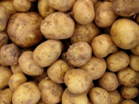 Karelia, Pflanzkartoffel