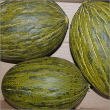 Melone Piel de Sapo