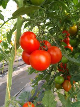 Tomaten, Devotion HK II