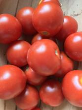 Tomaten, Baylee HK II