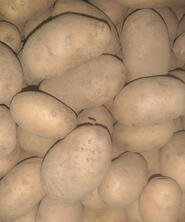 Otolia, 12,5 kg, Kartoffeln, v.f.